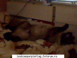 al meu motan e un lenes ca si mine pet`s world