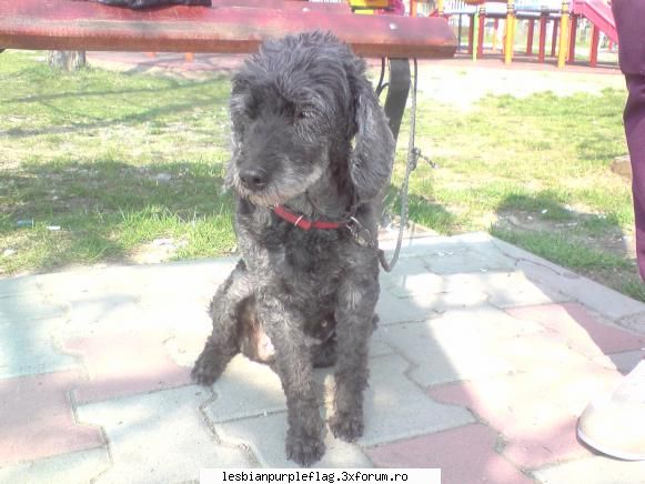 ea e catelusa mea, liluka, o batranica de 10 ani si cu tendinte cam lesby  :cool:  :rotfl: pet`s