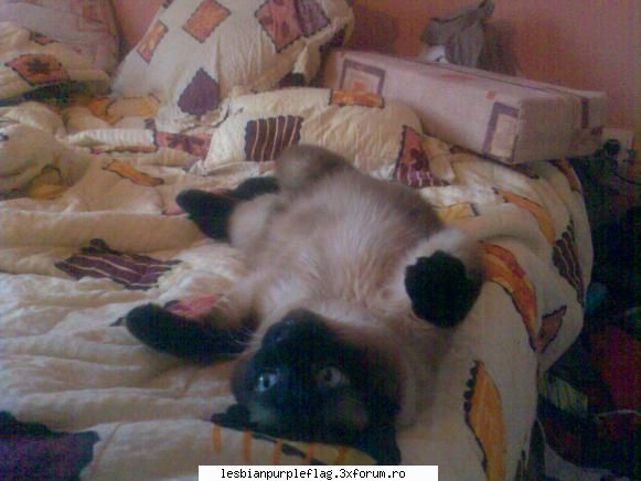 asta e zapacitul meu :d pet`s world