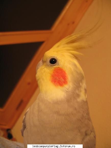 :limba: pet`s world