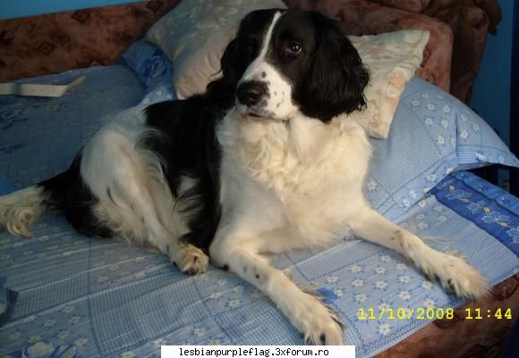 Pet`s World - el este Roko sau Rock cum ii spun eu are 8 ani si - Diverse